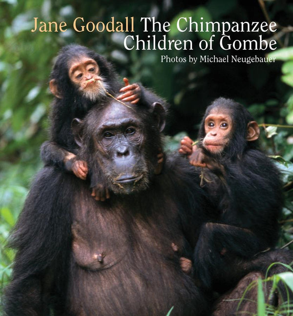 Chimpanzee Children of Gombe-Children’s / Teenage general interest: Nature and animals-買書書 BuyBookBook