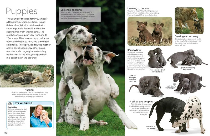 Eyewitness Dog US - Hardback