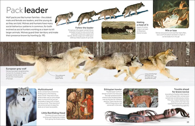 Eyewitness Dog US - Hardback