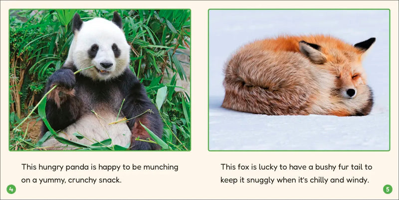 Phonic Books Lift Off Readers Ending Spelling Patterns US - Multiple-component retail product, boxed