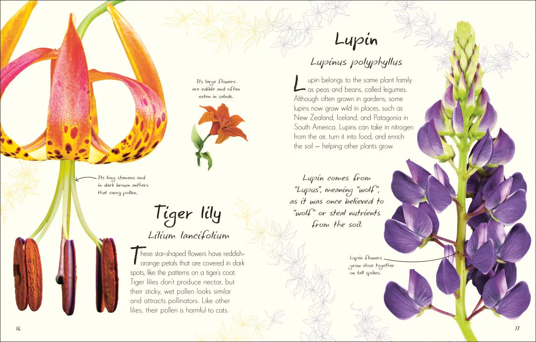 An Anthology of Flowers GB - Hardback
