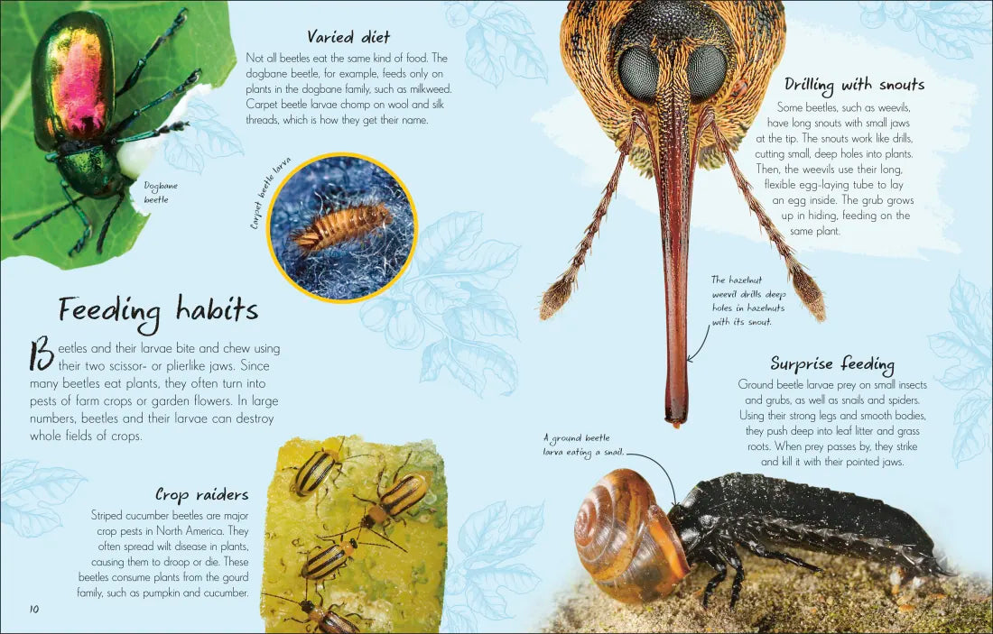An Anthology of Beetles GB - Hardback
