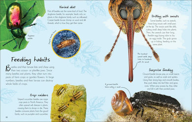 An Anthology of Beetles GB - Hardback