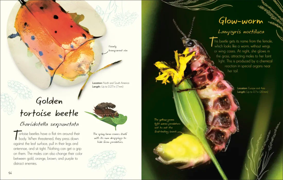 An Anthology of Beetles GB - Hardback