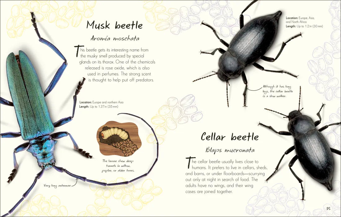 An Anthology of Beetles GB - Hardback