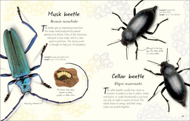 An Anthology of Beetles GB - Hardback