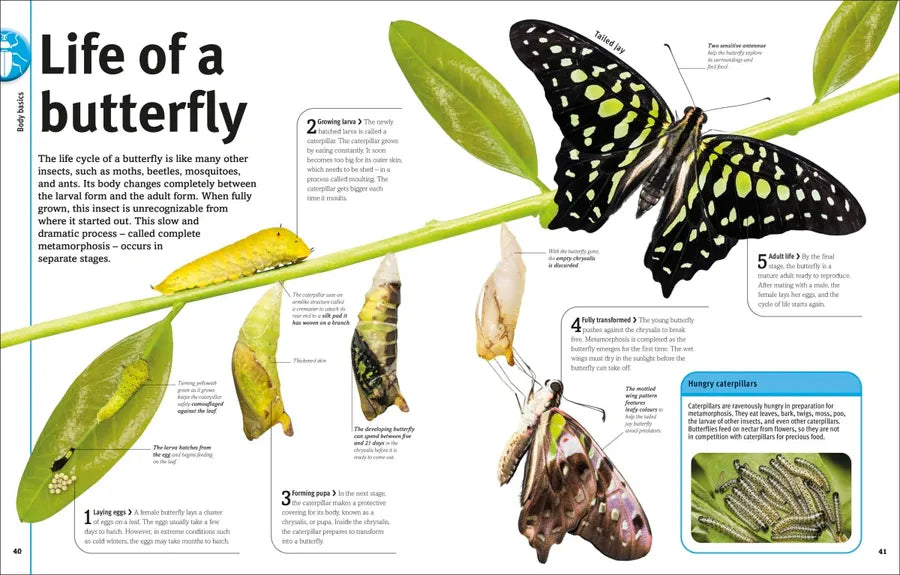 Our World in Pictures Bugs, Butterflies, Beetles and Bees US - Hardback