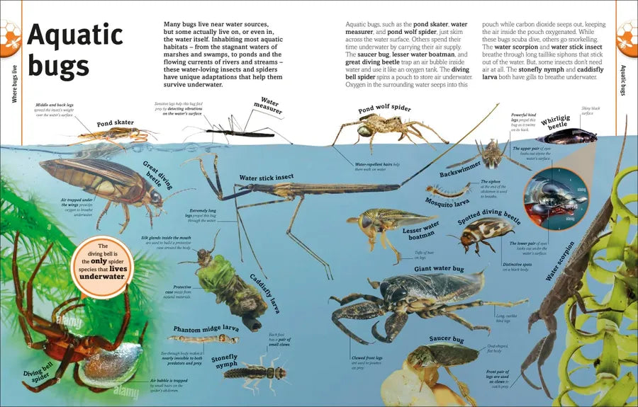 Our World in Pictures Bugs, Butterflies, Beetles and Bees US - Hardback