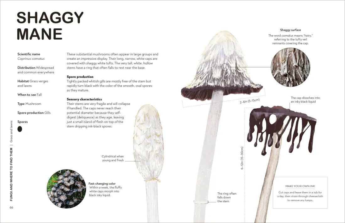 Fungi for Gardeners US - Hardback