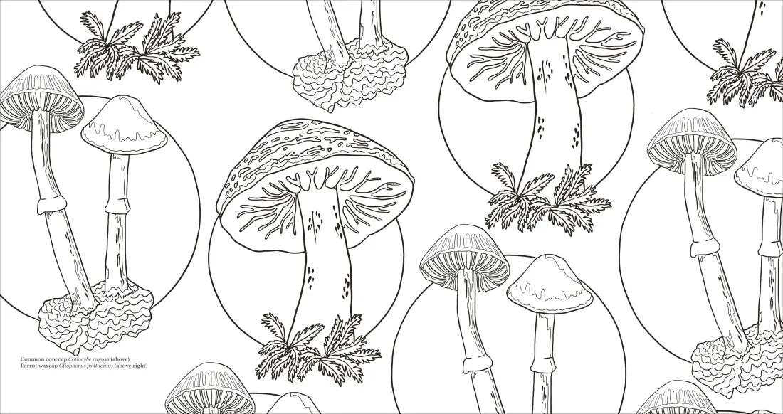 Fascinating Fungi US - Paperback / softback