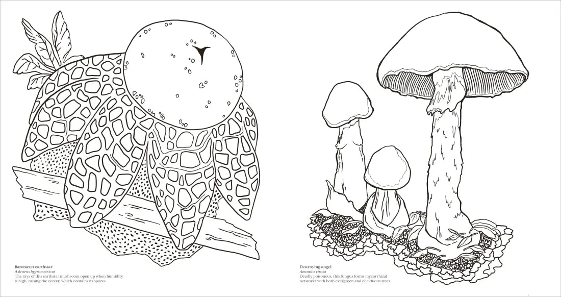 Fascinating Fungi US - Paperback / softback