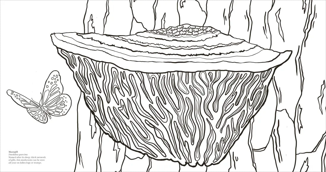 Fascinating Fungi US - Paperback / softback