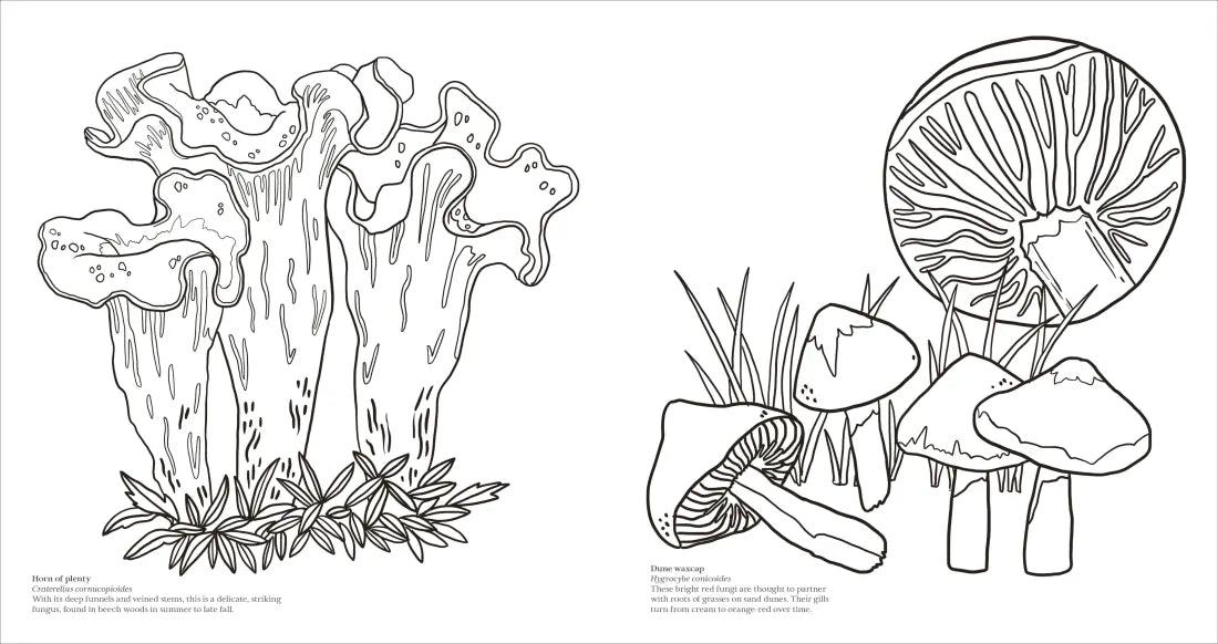 Fascinating Fungi US - Paperback / softback