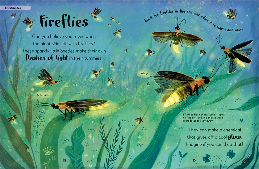The Bedtime Book of Night-Time Animals US - Hardback
