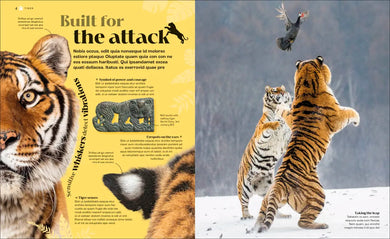 Wild Cats US - Hardback