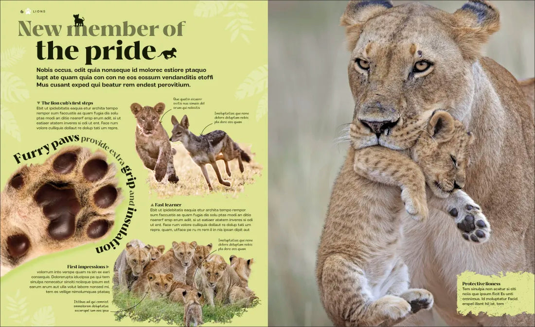 Wild Cats US - Hardback