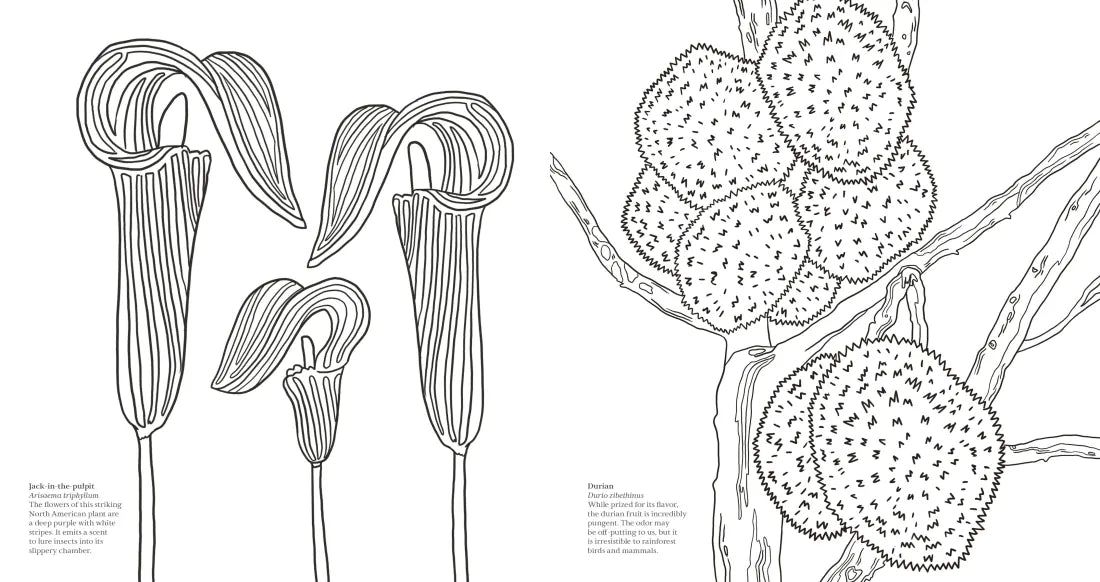 Wonderful Wildflowers Coloring Book US - Paperback / softback