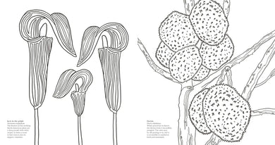 Wonderful Wildflowers Coloring Book US - Paperback / softback