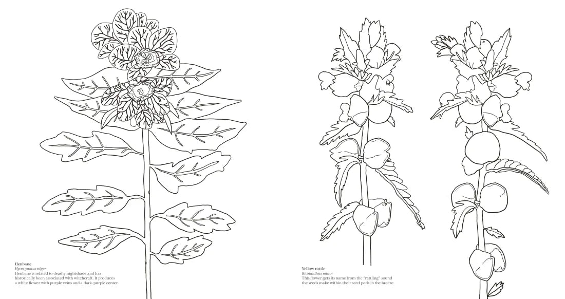 Wonderful Wildflowers Coloring Book US - Paperback / softback