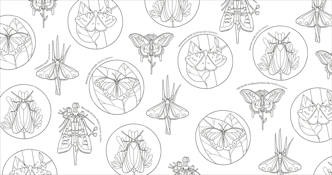 Extraordinary Insects Coloring Book US - Paperback / softback