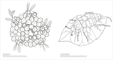 Extraordinary Insects Coloring Book US - Paperback / softback