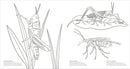 Extraordinary Insects Coloring Book US - Paperback / softback