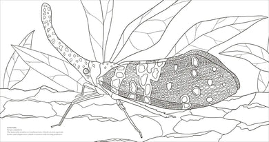 Extraordinary Insects Coloring Book US - Paperback / softback