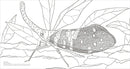 Extraordinary Insects Coloring Book US - Paperback / softback