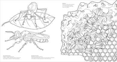 Extraordinary Insects Coloring Book US - Paperback / softback
