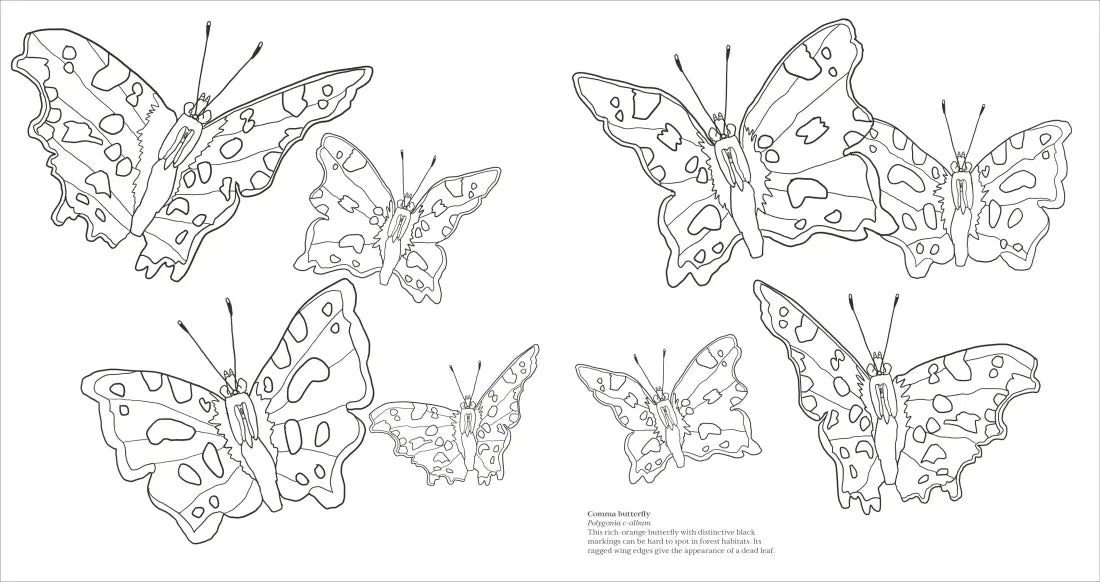Extraordinary Insects Coloring Book US - Paperback / softback