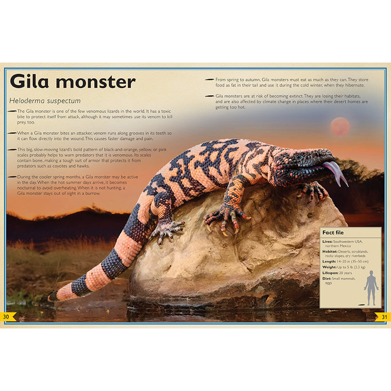 The Magnificent Book of Night Creatures inside page 3