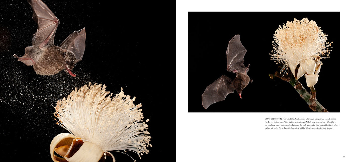 Bat Island inside page 3