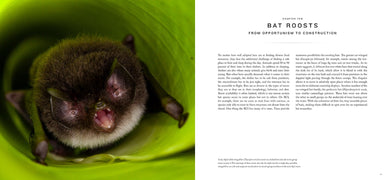 Bat Island inside page 4