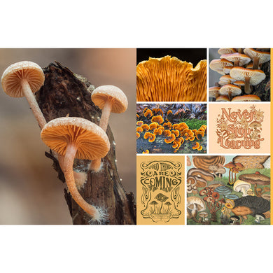 Cut and Collage Mushrooms and Fungi inside page 2
