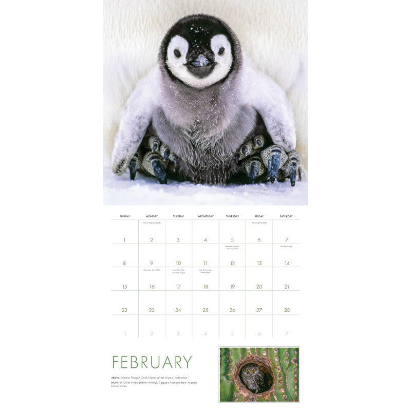 2026 Baby Animals Wall Calendar inside page 2