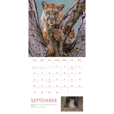 2026 Big Cats Wall Calendar inside page 3