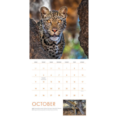 2026 Big Cats Wall Calendar inside page 4