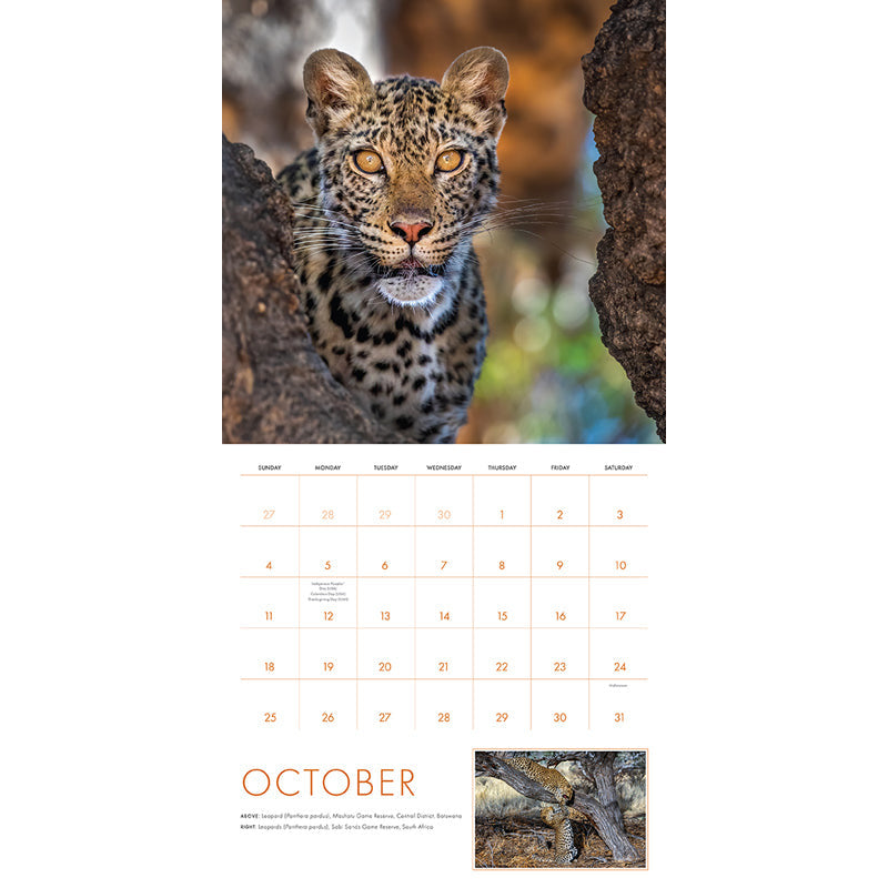 2026 Big Cats Wall Calendar inside page 4