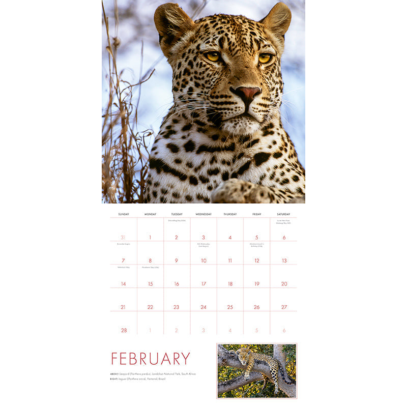 2027 Big Cats Wall Calendar inside page 1