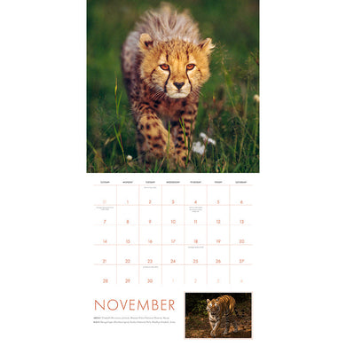 2027 Big Cats Wall Calendar inside page 4