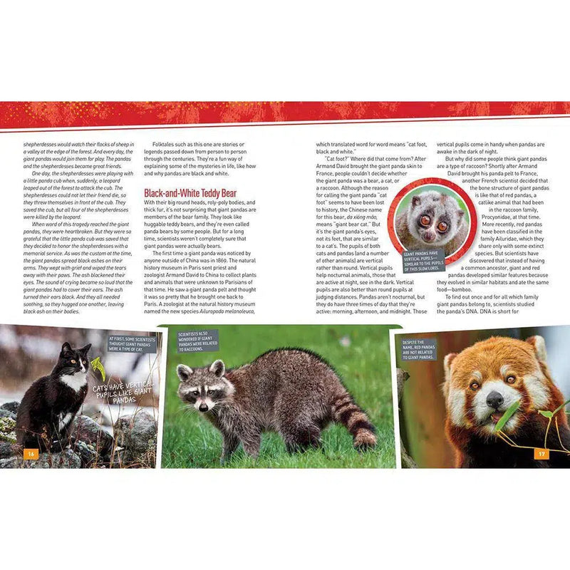 NGK Absolute Expert: Pandas (Hardback) National Geographic