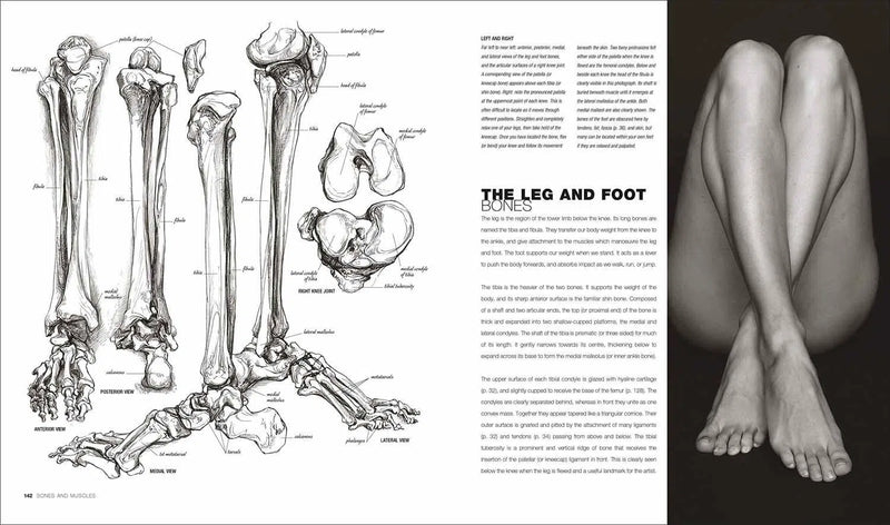 Anatomy for the Artist (Hardback) DK UK