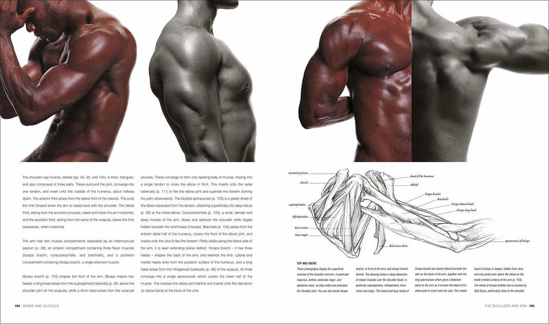 Anatomy for the Artist (Hardback) DK UK