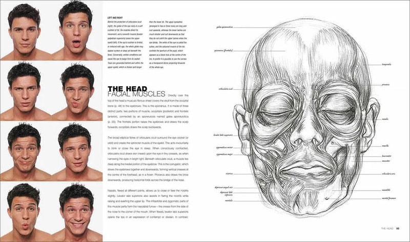 Anatomy for the Artist (Hardback) DK UK