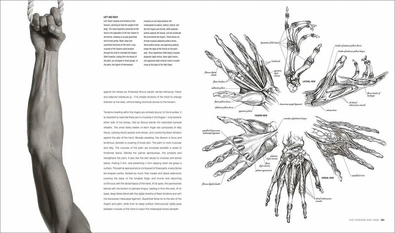 Anatomy for the Artist (Hardback) DK UK