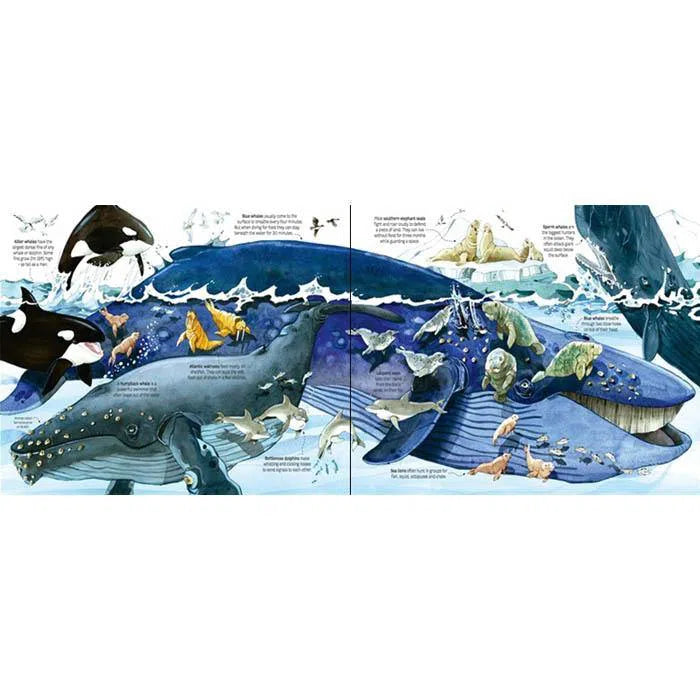 Big book of sea creatures Usborne