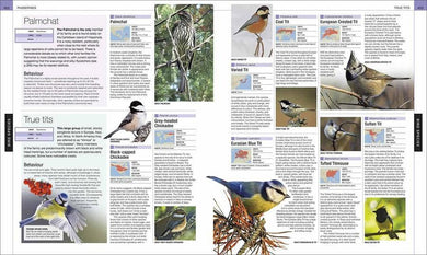 Bird (Hardback) DK UK