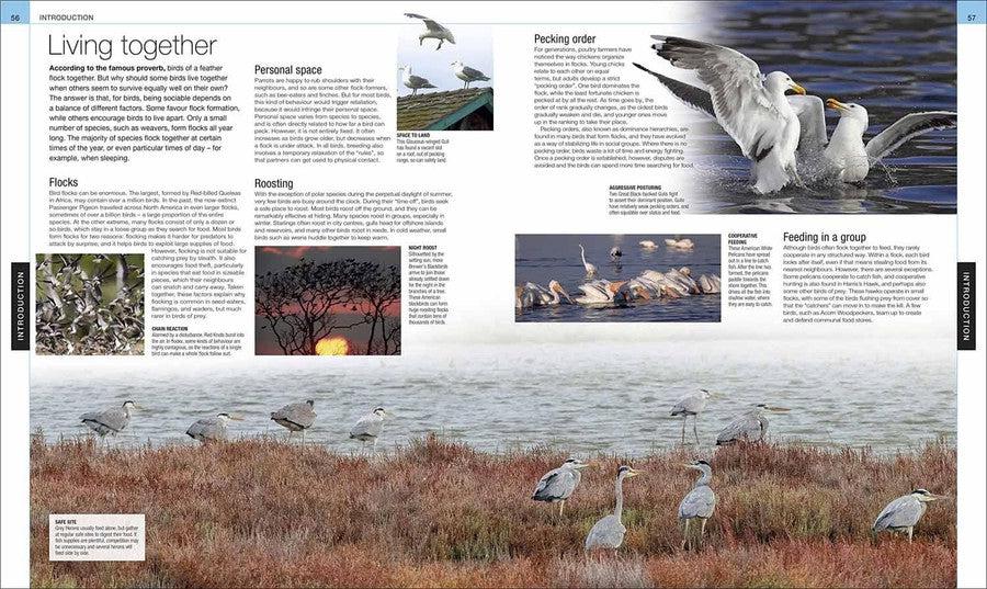 Bird (Hardback) DK UK