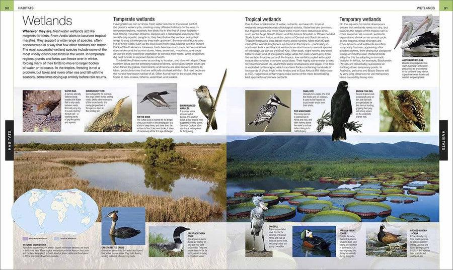 Bird (Hardback) DK UK
