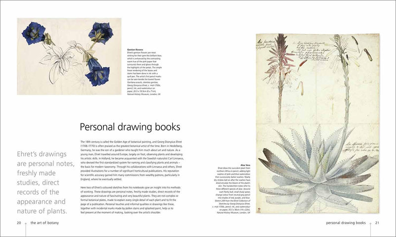 Botany for the Artist (Hardback) DK UK